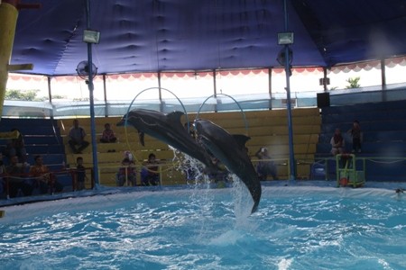 Aksi dua ekor lumba-luma di Buluran